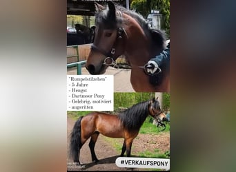 Dartmoor Pony, Stallone, 6 Anni, 123 cm, Baio