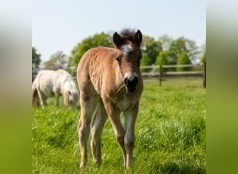 Dartmoor Pony, Stallone, 13 Anni, 123 cm, Baio scuro