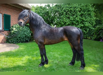 Dartmoor Pony, Stallone, 13 Anni, 123 cm, Baio scuro