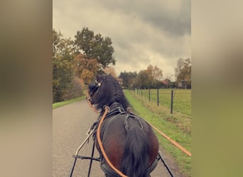 Dartmoor Pony, Stallone, 13 Anni, 123 cm, Baio scuro