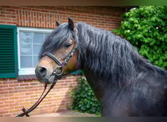 Dartmoor Pony, Stallone, 13 Anni, 123 cm, Baio scuro