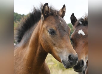 Dartmoor Pony, Stallone, Puledri (04/2026), 125 cm, Baio