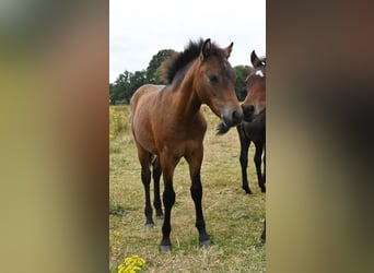 Dartmoor Pony, Stallone, Puledri (04/2026), 125 cm, Baio