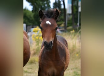 Dartmoor Pony, Stallone, Puledri (05/2026), 125 cm, Baio