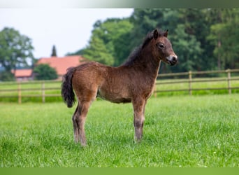 Dartmoor Pony, Stallone, Puledri
 (04/2024), 126 cm, Morello