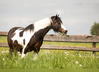 Dartmoor Mix, Ruin, 12 Jaar, 135 cm, Tobiano-alle-kleuren