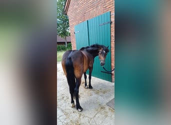 Dartmoor Mix, Ruin, 4 Jaar, 135 cm, Donkerbruin