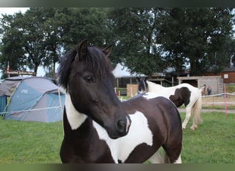 Dartmoor, Ruin, 7 Jaar, 128 cm, Gevlekt-paard