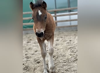 Dartmoor, Stallion, 13 years, 11,3 hh, Bay-Dark