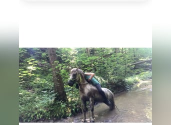 Dartmoor, Stallion, 17 years, 11,2 hh, Gray-Red-Tan