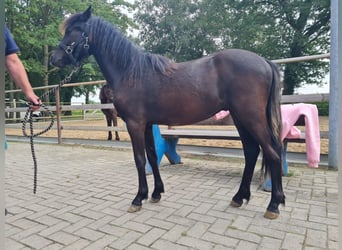 Dartmoor, Hengst, 1 Jahr, 12,1 hh, Rappe