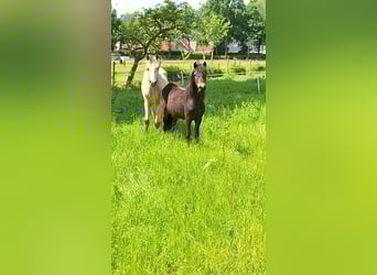 Dartmoor, Stallion, 1 year, 12,1 hh, Black