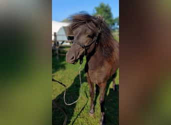 Dartmoor, Stallion, 1 year, Black