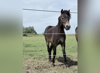 Dartmoor, Stallion, 1 year, Brown