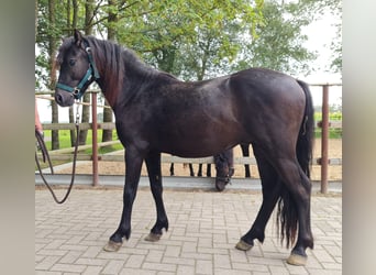 Dartmoor, Hengst, 2 Jahre, 12,1 hh, Rappe