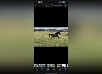 Dartmoor, Stallion, 2 years, 12.1 hh, Black