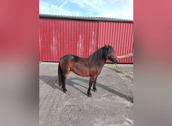 Dartmoor, Stallion, 3 years, 11.3 hh, Bay-Dark