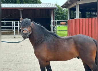 Dartmoor, Stallion, 3 years, 12 hh, Brown