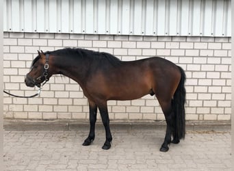 Dartmoor, Stallion, 3 years, 12 hh, Brown