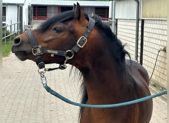 Dartmoor, Stallion, 3 years, 12 hh, Brown
