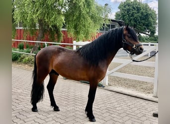 Dartmoor, Stallion, 3 years, 12 hh, Brown