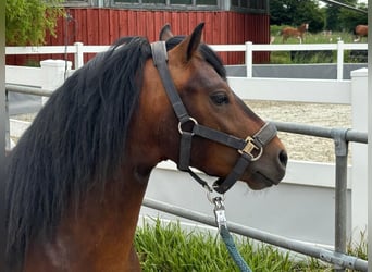 Dartmoor, Stallion, 3 years, 12 hh, Brown
