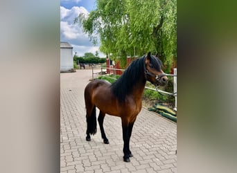 Dartmoor, Stallion, 3 years, 12 hh, Brown