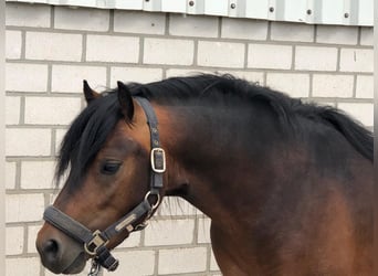 Dartmoor, Stallion, 3 years, 12 hh, Brown