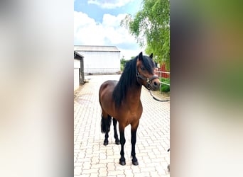 Dartmoor, Stallion, 3 years, 12 hh, Brown