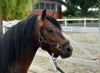 Dartmoor, Stallion, 3 years, 12 hh, Brown