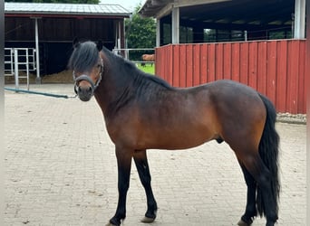 Dartmoor, Stallion, 3 years, 12 hh, Brown