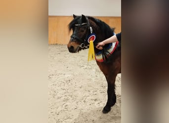 Dartmoor, Stallion, 3 years, 12 hh, Brown