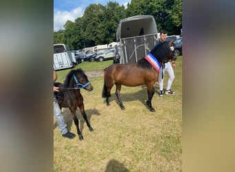 Dartmoor, Stallion, 3 years, 12 hh, Brown