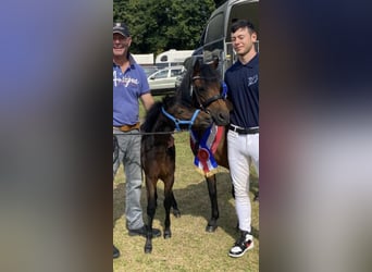 Dartmoor, Stallion, 3 years, 12 hh, Brown