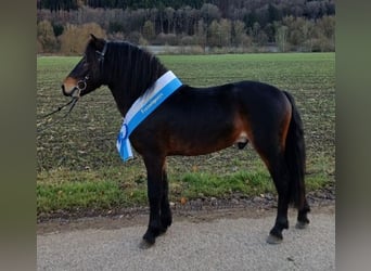 Dartmoor, Stallion, 4 years, 12 hh, Smoky-Black