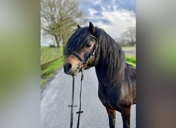 Dartmoor, Stallion, 11 years, 12 hh, Bay-Dark