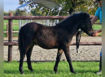 Dartmoor, Stallion, Foal (05/2025), 12 hh, Bay-Dark