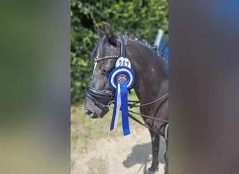 Dartmoor, Stute, 20 Jahre, 124 cm, Rappe