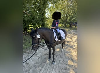 Dartmoor, Stute, 20 Jahre, 124 cm, Rappe