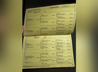 Dartmoor, Stute, 20 Jahre, 124 cm, Rappe