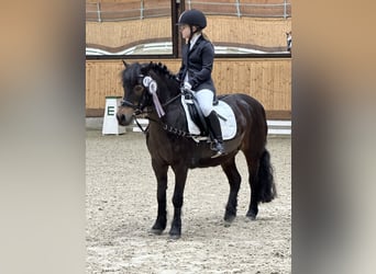 Dartmoor, Stute, 20 Jahre, 128 cm, Dunkelbrauner