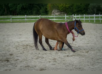 Dartmoor, Stute, 29 Jahre, 115 cm, Brauner