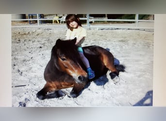 Dartmoor, Stute, 29 Jahre, 115 cm, Brauner