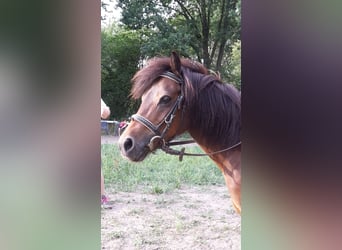 Dartmoor, Stute, 29 Jahre, 115 cm, Brauner