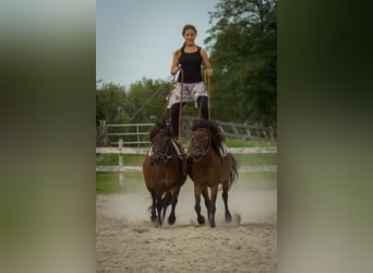 Dartmoor, Stute, 29 Jahre, 115 cm, Brauner