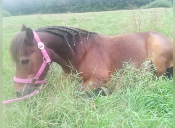 Dartmoor, Stute, 29 Jahre, 115 cm, Brauner