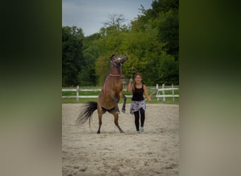 Dartmoor, Stute, 29 Jahre, 115 cm, Brauner