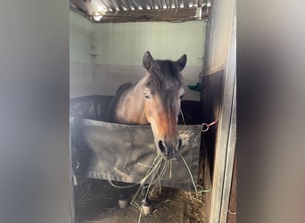 Dartmoor, Stute, 29 Jahre, 115 cm, Brauner