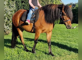 Dartmoor Mix, Stute, 3 Jahre, 120 cm, Brauner