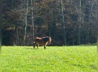 Dartmoor Mix, Stute, 3 Jahre, 120 cm, Brauner